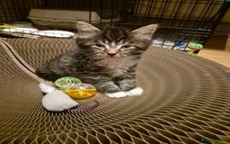 Mixed Breed cats for sale: 5 beautiful kittens  - Image 13