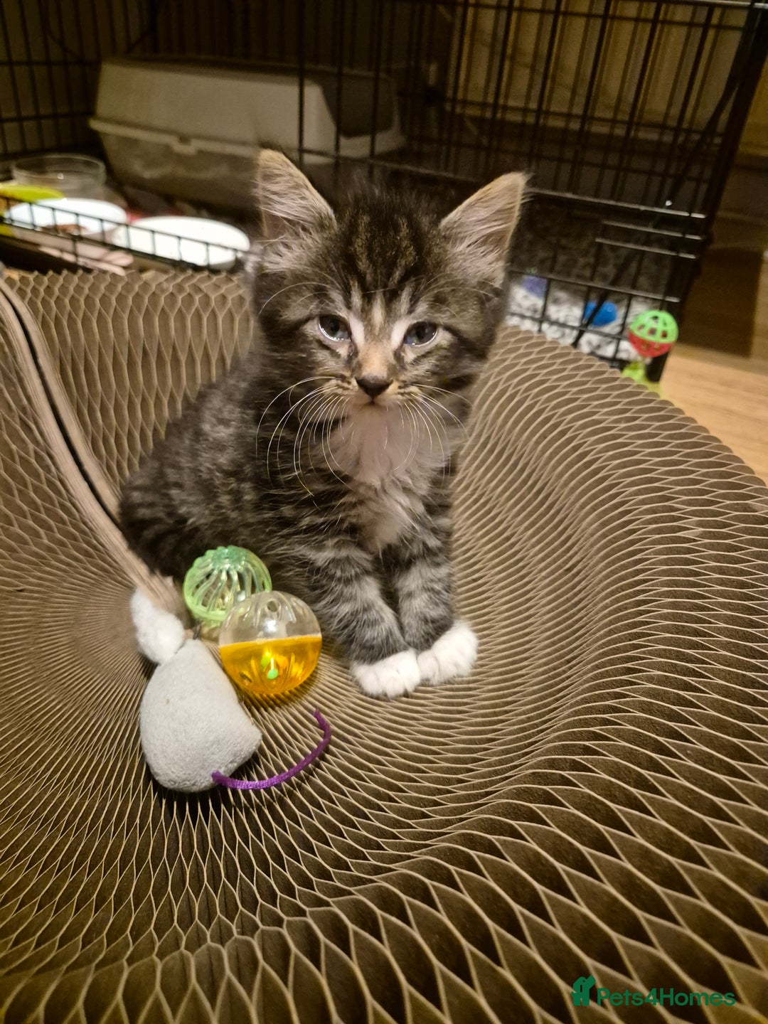 Mixed Breed cats for sale: 5 beautiful kittens  - Image 13