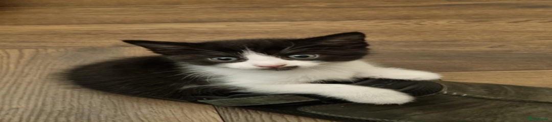 Mixed Breed Kitten 3