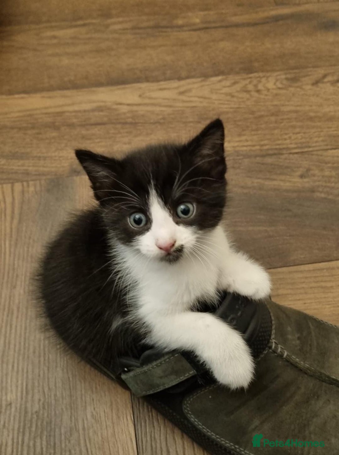 Mixed Breed cats for sale: 4 GORGEOUS BLACK AND WHITE KITTENS - Image 7