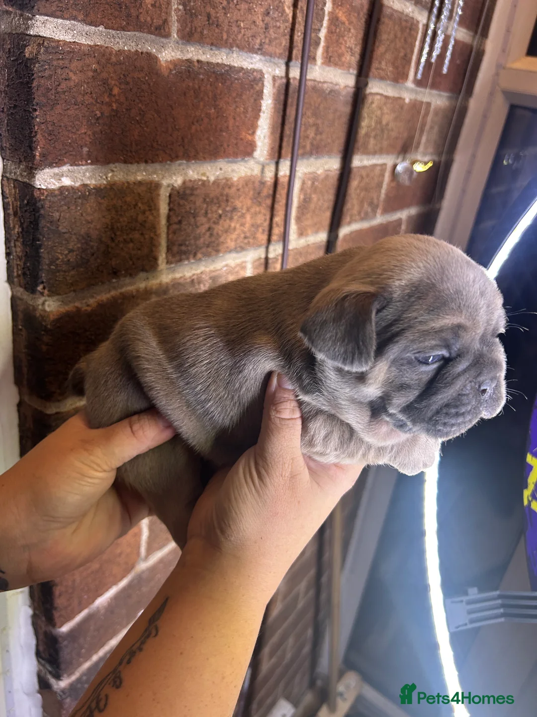 French Bulldog dogs for sale: *LAST ONE* Stunning French Bulldog Puppy - Advert 18