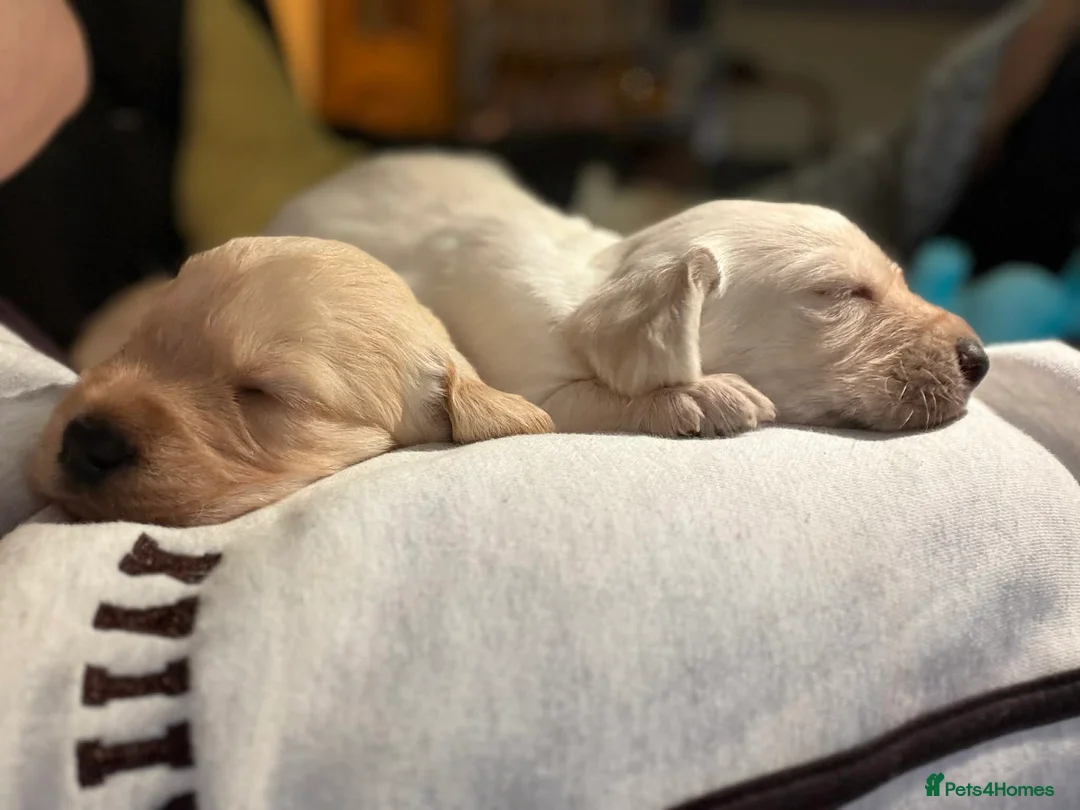 Labradoodle dogs for sale: F1 Labradoodle Puppies - Advert 17