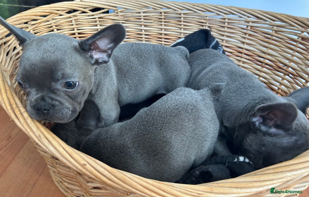 French Bulldog dogs for sale: Solid Blue French Bulldog  - Image 3