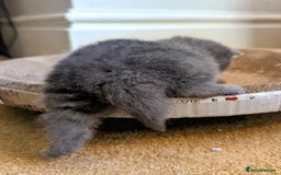 British Shorthair cats for sale: Beautiful fluffy British blue babies ready at  **  - Advert 23