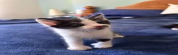 Mixed Breed cats for sale: 3 kittens for sale - 2 are rare polydactyl  - Advert 10