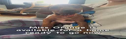 Rhodesian Ridgeback dogs for sale: 3 beautiful Rhodesian Ridgeback girls  - Advert 7