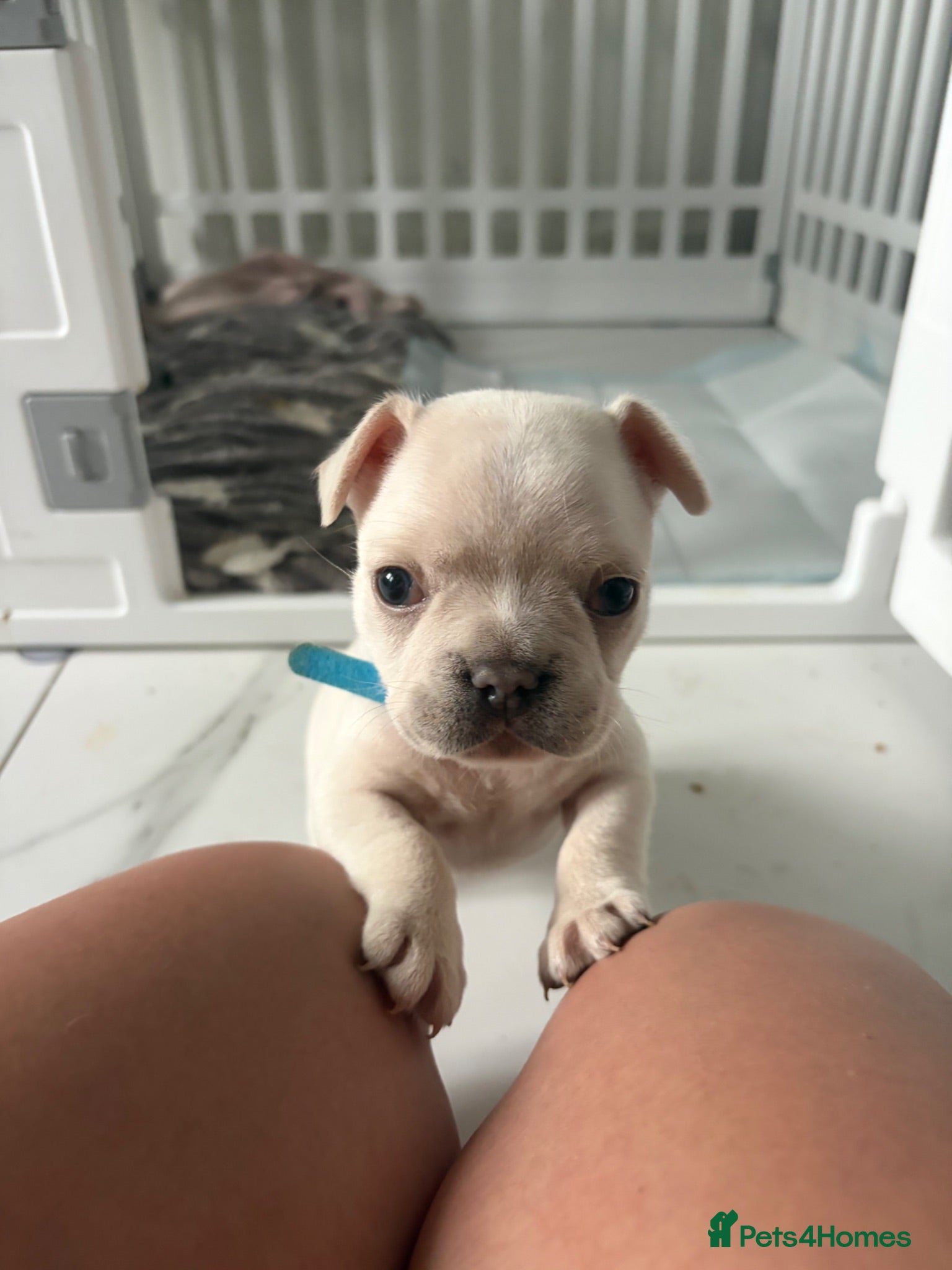 French Bulldog dogs  KC Registered Platinum French Bulldog Puppy🐾 - Advert 10