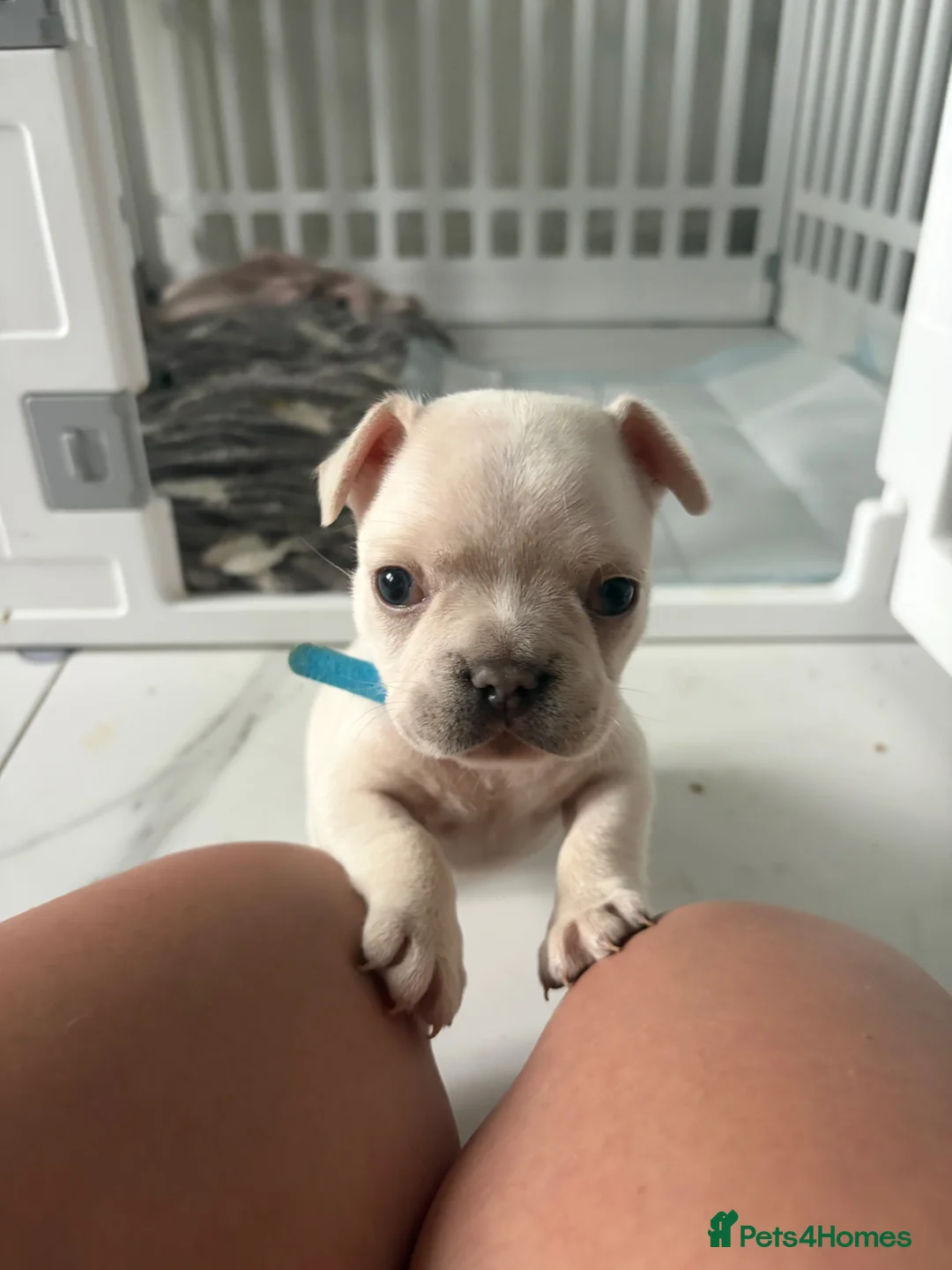 French Bulldog dogs for sale:  KC Registered Platinum French Bulldog Puppy🐾 - Advert 1