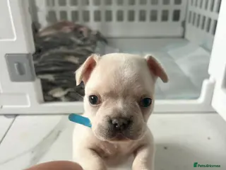 French Bulldog dogs KC Registered Platinum French Bulldog Puppy🐾 - Advert 14
