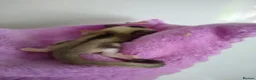 Sugar Glider rodents for sale: Stunning sugar gliders  - Advert 4