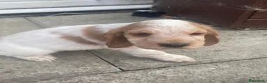 Cocker Spaniel 5
