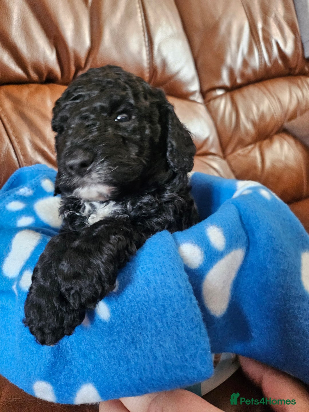 Cockapoo dogs for sale: F2 cockapoos   - Image 4