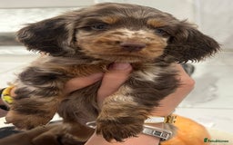 Dachshund dogs for sale: Dachshund puppies for sale  - Image 1