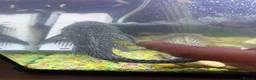 Catfish fish for sale: Common Pleco 28cm Fish Ready For New Large Tank - Advert 2