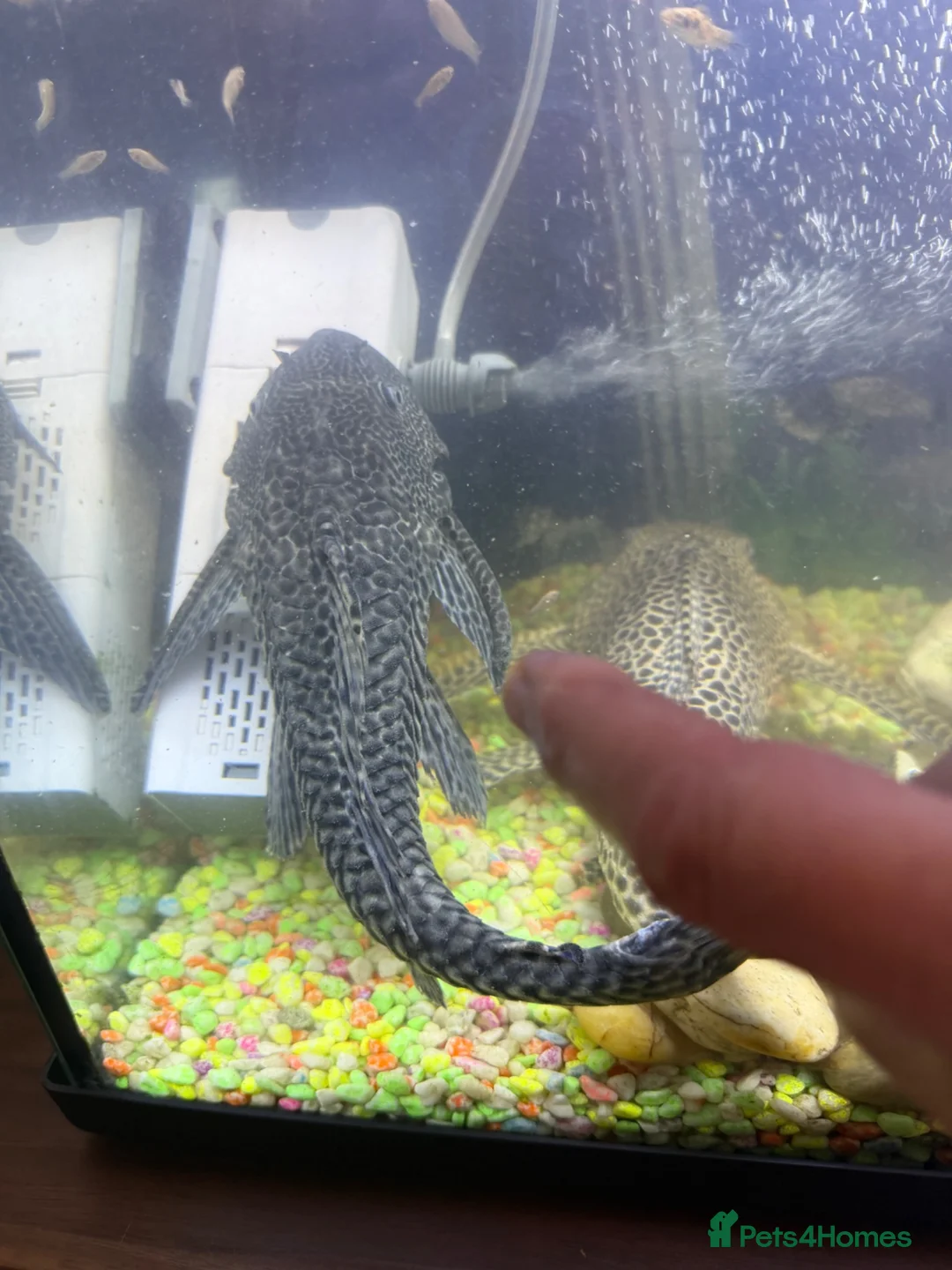 Catfish fish for sale: Common Pleco 28cm Fish Ready For New Large Tank - Advert 2