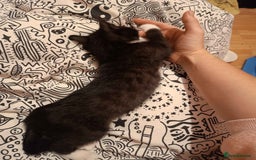Bengal cats for sale: Bengal Torbie mix kittens, 1 female, 2 male - Image 14
