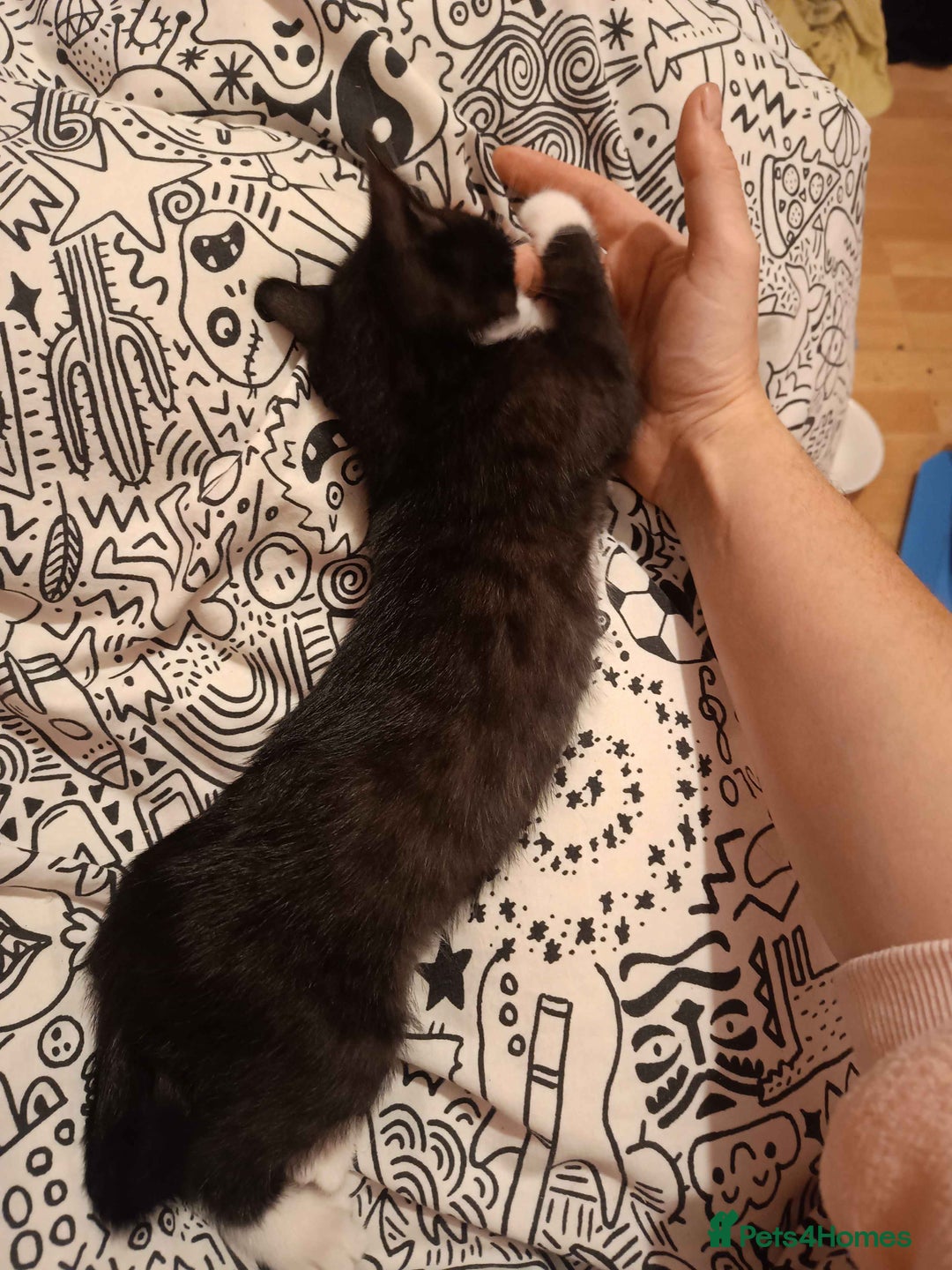 Bengal cats for sale: Bengal Torbie mix kittens, 1 female, 2 male - Image 14