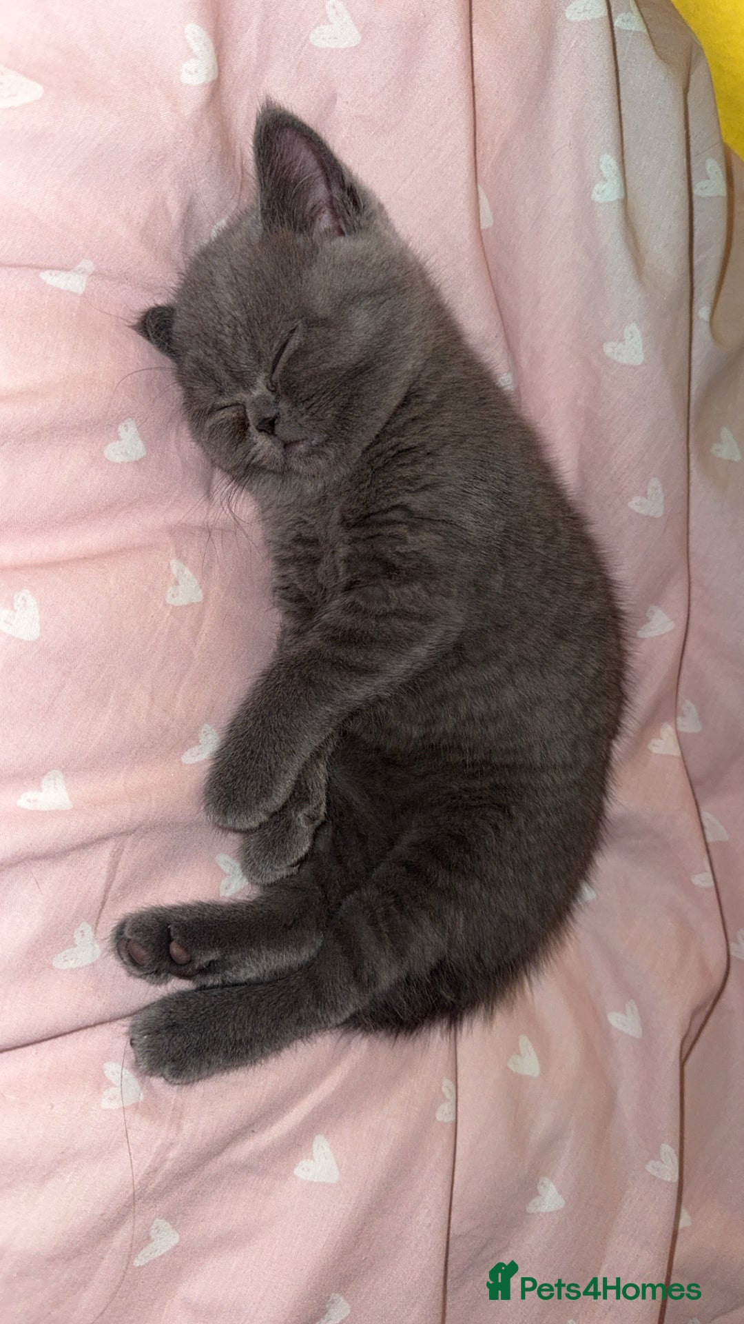 British Shorthair cats for sale: Beautiful British shorthair girl  - Advert 3