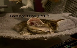 Mixed Breed cats for sale: Last little girl wanting forever home - Advert 9