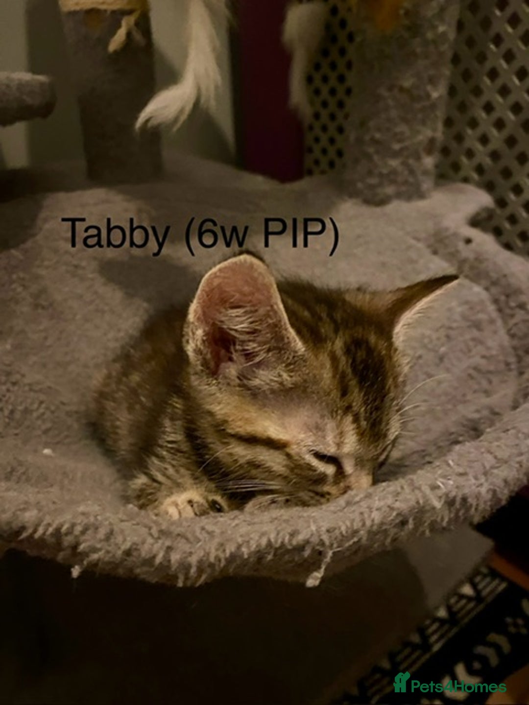 Mixed Breed cats for sale: Last little girl wanting forever home - Advert 9