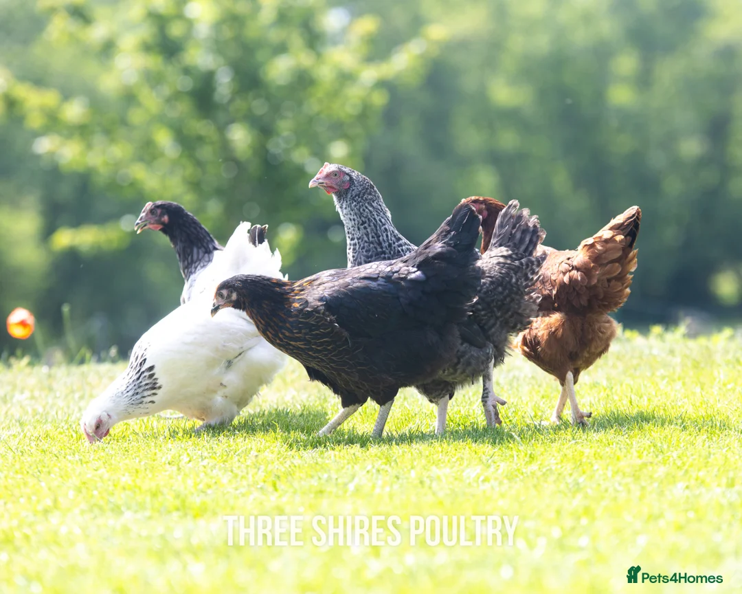 Chickens poultry for sale: Rhode Rock point of lay chickens - Advert 2