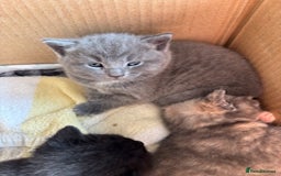 Mixed Breed cats for sale: Kittens for sale - Image 3