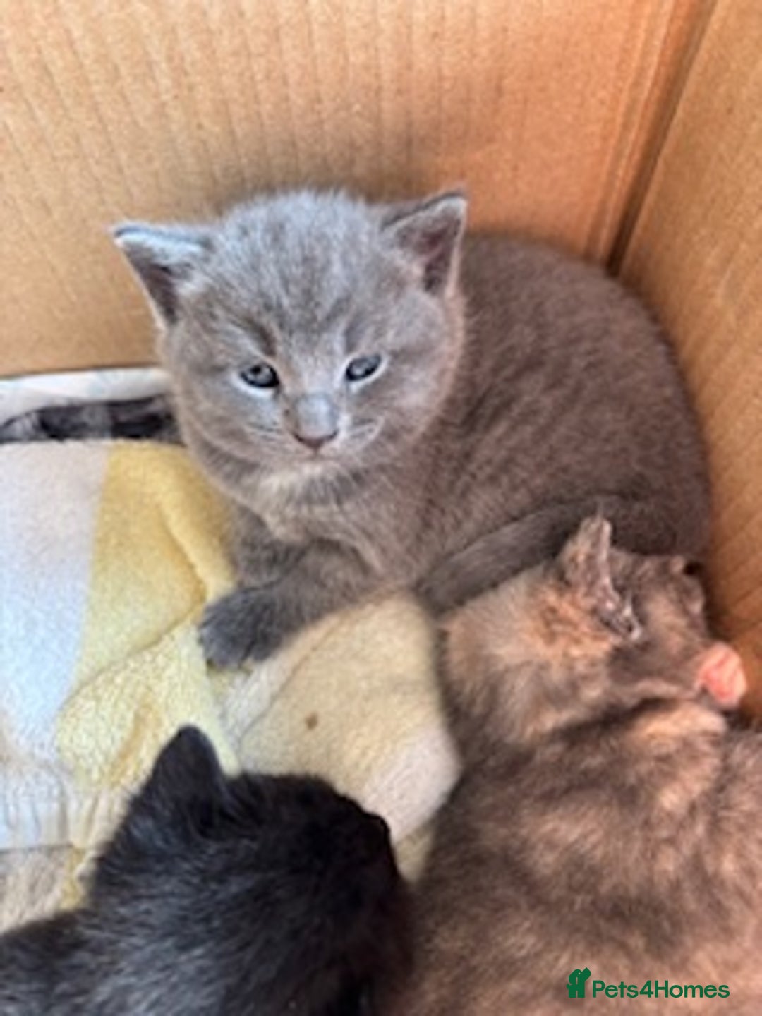 Mixed Breed cats for sale: Kittens for sale - Image 3