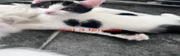 Mixed Breed cats for sale: 6 adorable cute kittens for sale in London - Advert 9
