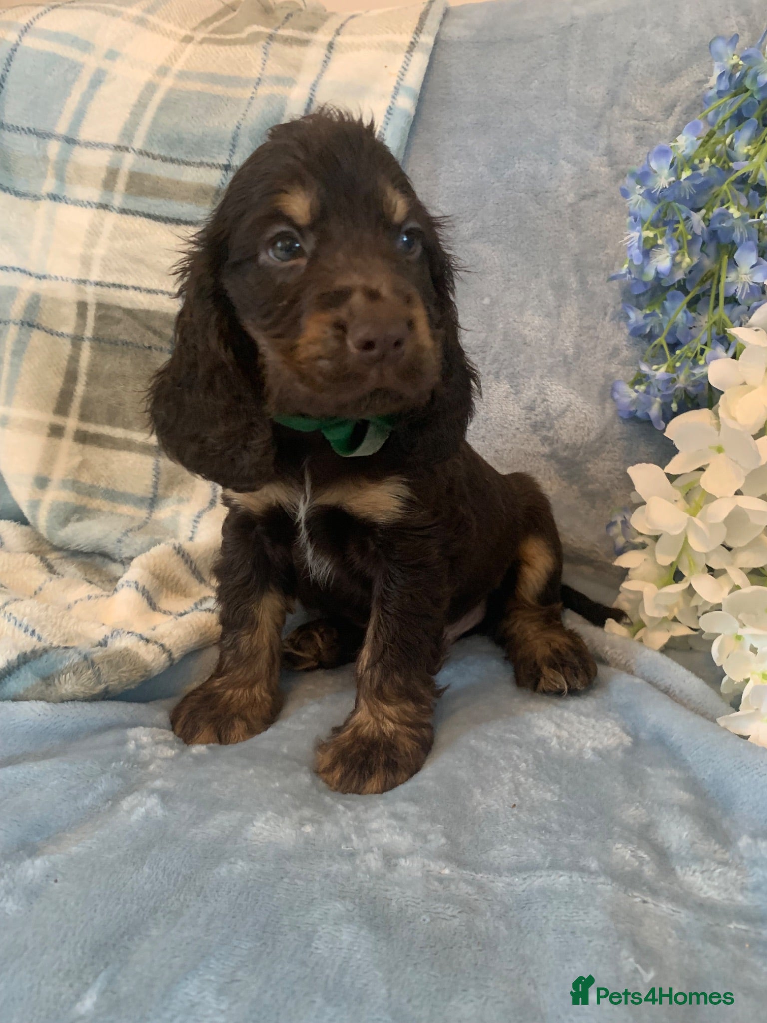 Cocker Spaniel dogs Show type cocker spaniel puppy’s  - Advert 2