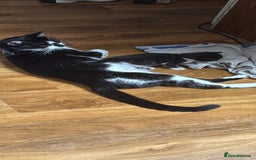British Shorthair cats for sale: Cat  🤩 - Image 1