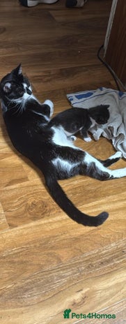 British Shorthair cats - Advert 3
