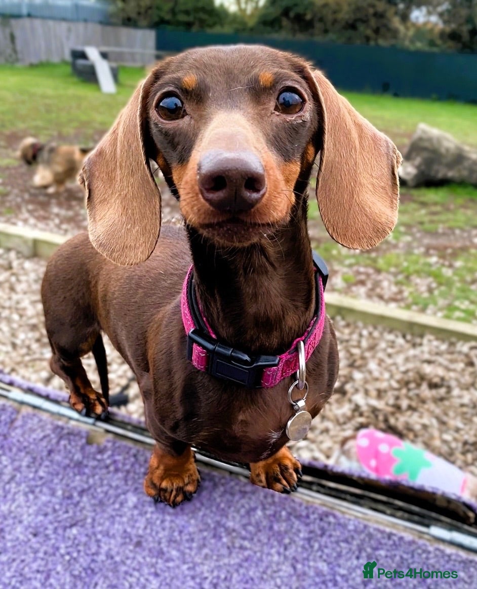 Miniature Dachshund dogs Miniature Dachshund - Advert 3