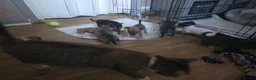 Mixed Breed dogs for sale: Jackawawas  - Advert 2