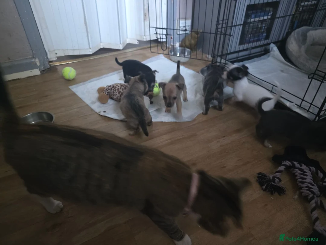 Mixed Breed dogs for sale: Jackawawas  - Advert 2