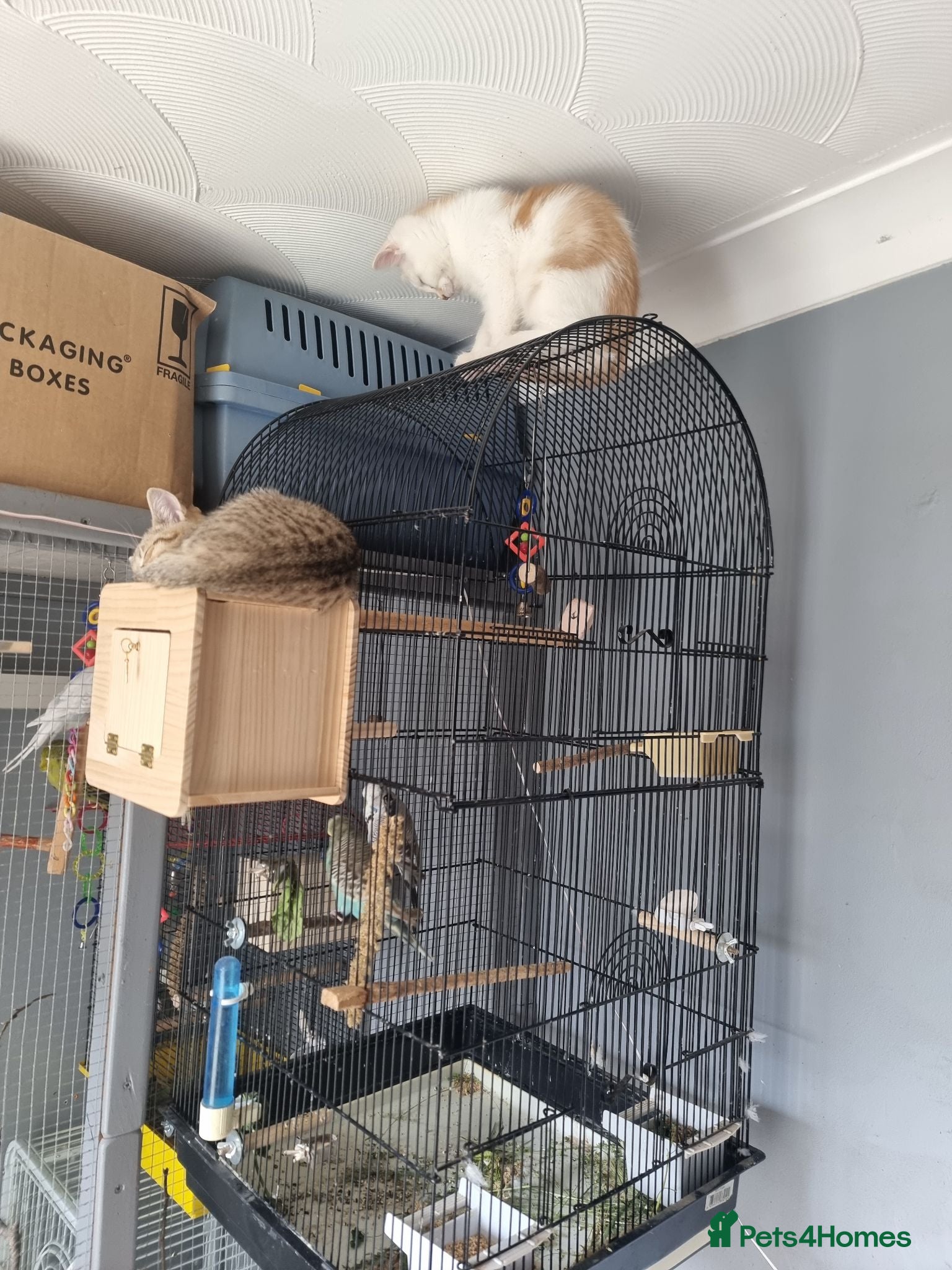 Mixed Breed cats Scottish straight mixed kittens  - Advert 2