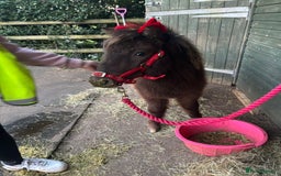 Welsh Section A horses for sale: ⭐️⭐️ BEAU ⭐️⭐️ - Image 4