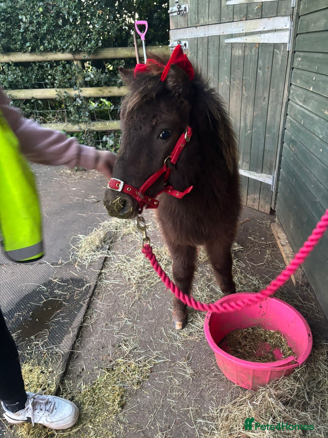 Welsh Section A horses for sale: ⭐️⭐️ BEAU ⭐️⭐️ - Image 4