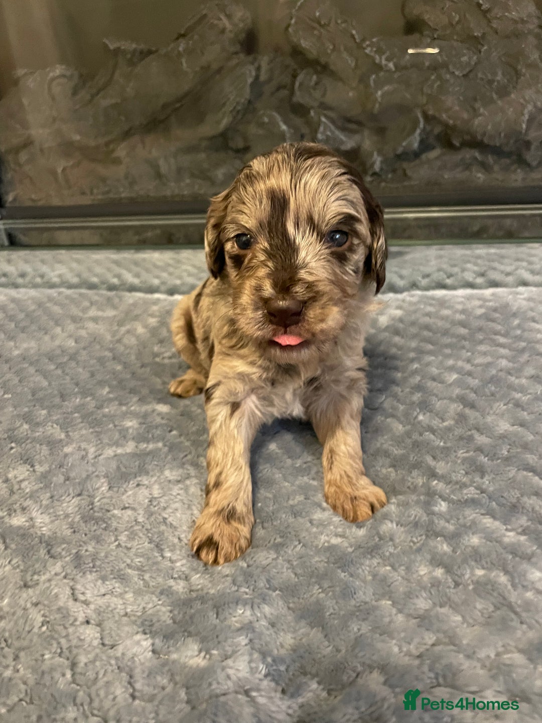 Cockapoo dogs for sale: 5 ⭐️ Cockapoo Puppies for 5 ⭐️ homes only - Image 33
