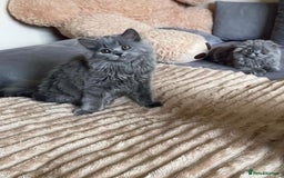 Scottish Fold cats for sale: Scottish fold Longhair - Image 11