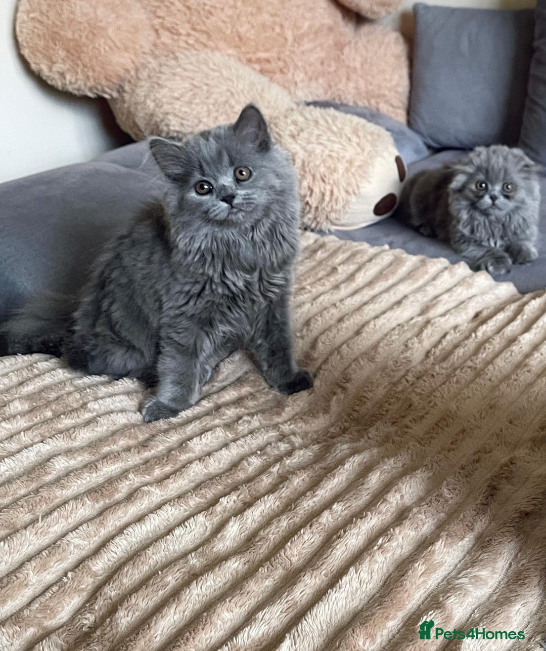 Scottish Fold cats for sale: Scottish fold Longhair - Image 11
