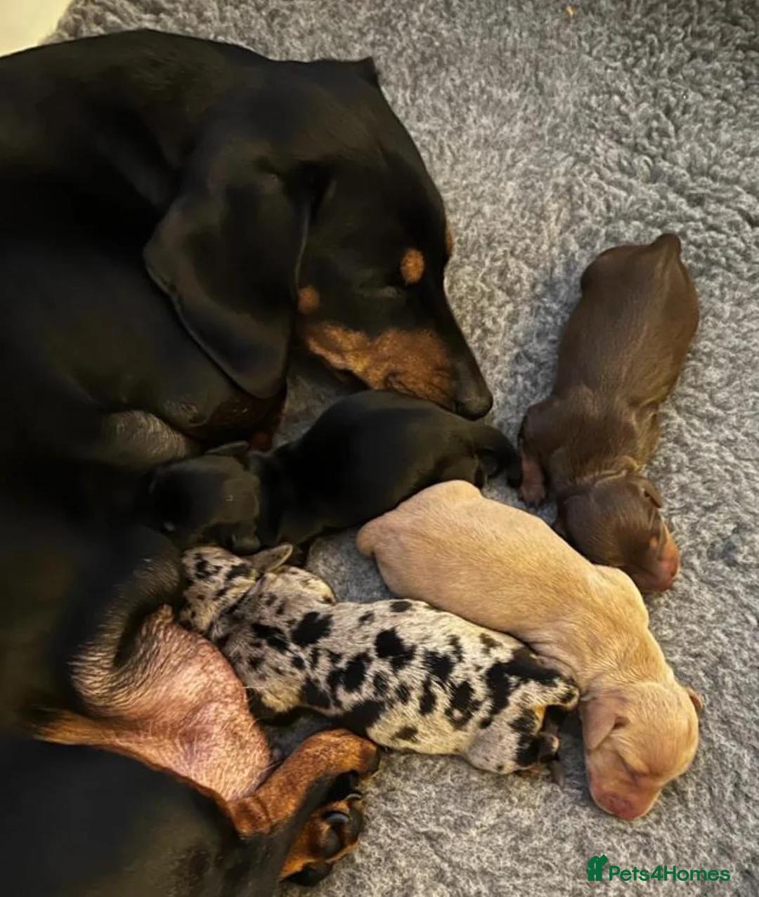 Miniature Dachshund dogs for stud: SLICE - Super Chocolate Dapple Miniature Stud in Dalry - Advert 3