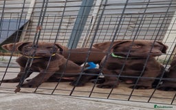 Labrador Retriever dogs for sale: KC REG.. READY NOW!. CHOCOLATE LABRADOR  - Image 24