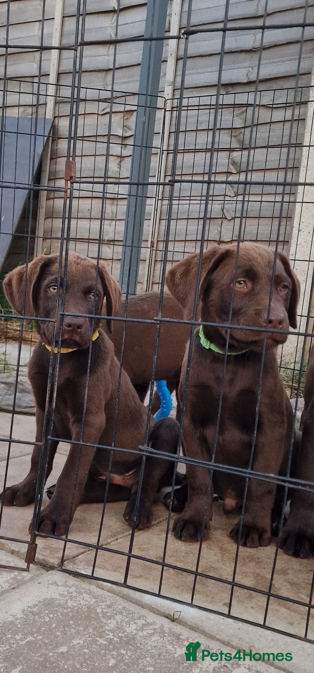 Labrador Retriever dogs for sale: KC REG.. READY NOW!. CHOCOLATE LABRADOR  - Image 24
