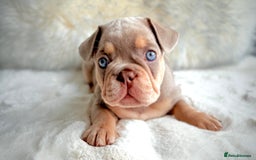 French Bulldog dogs for sale: French Bulldog gorgeous puppies - Image 11