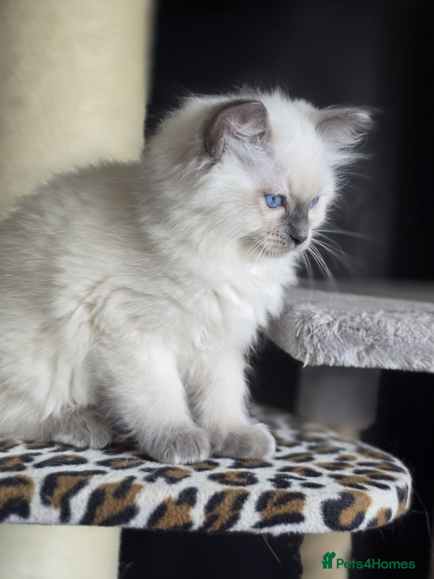 Ragdoll cats Precious Registered Ragdoll Kittens - 1 Boy - Advert 3
