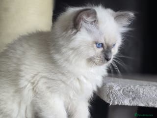 Ragdoll cats Precious Registered Ragdoll Kittens - 1 Boy - Advert 3