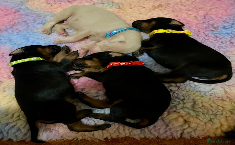 Dobermann dogs - Advert 1