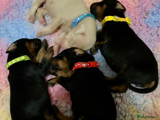 Dobermann dogs - Advert 24