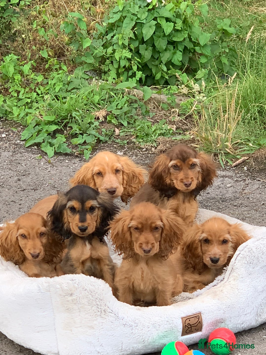 Cocker Spaniel dogs for sale: QUALITY KC SHOW COCKER SPANIEL PUPPIES - Image 12