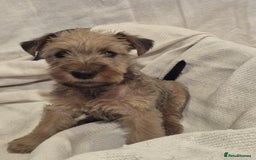 Irish Terrier dogs for sale: Home raised Irish terrier  - Image 19